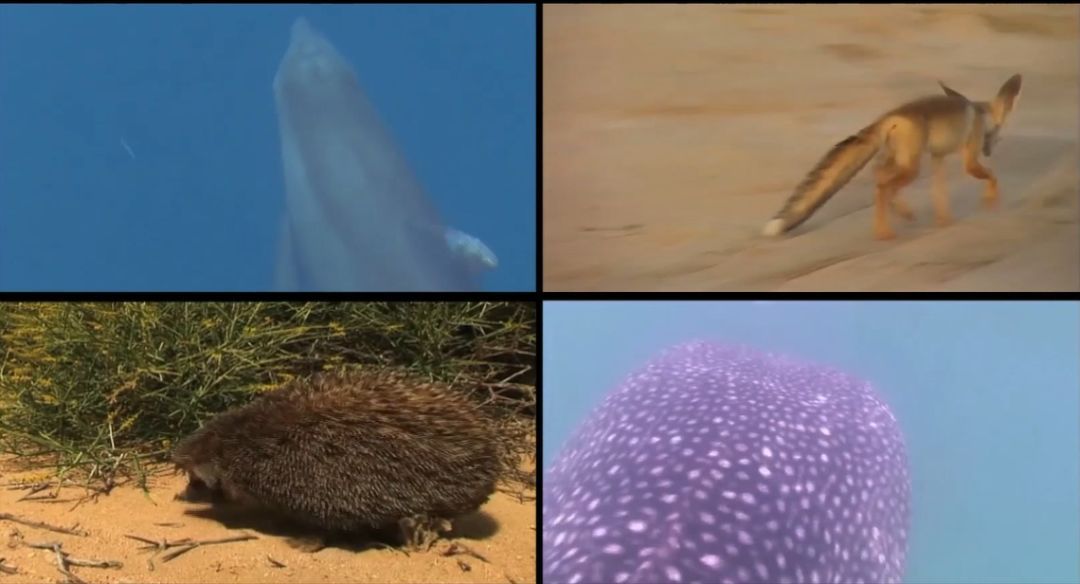 头等玩家官网-相信品牌力量