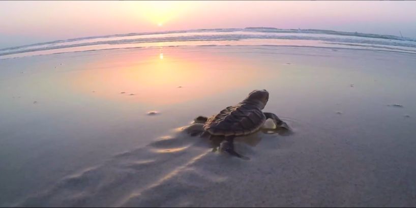 头等玩家官网-相信品牌力量