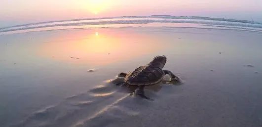 头等玩家官网-相信品牌力量