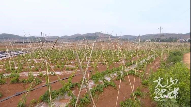 头等玩家官网-相信品牌力量